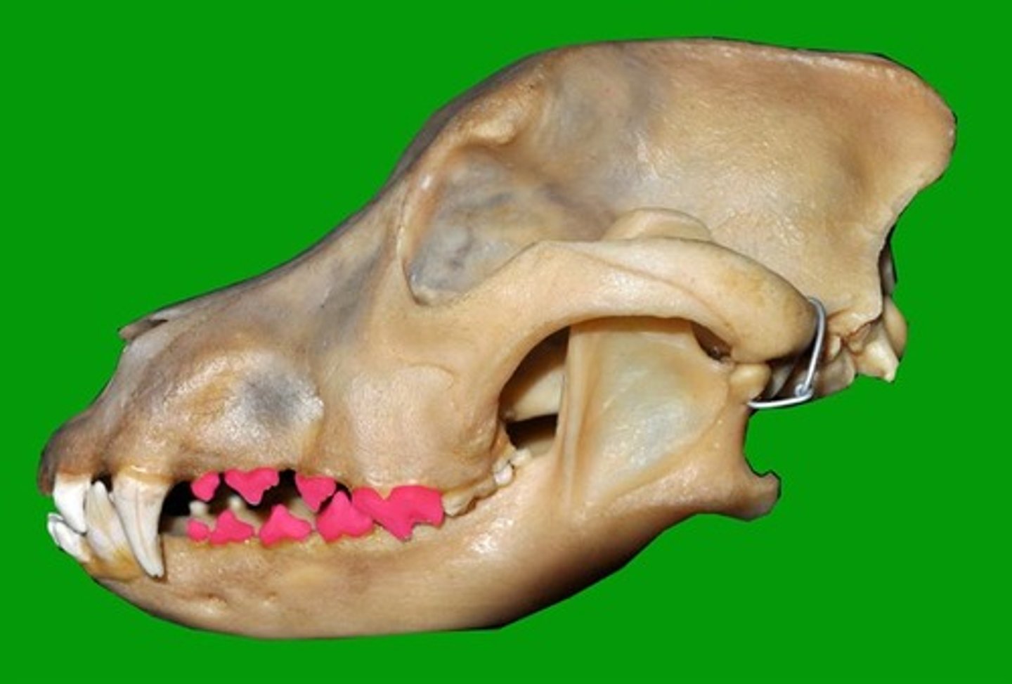 <p>Identify the type of teeth shaded.</p>