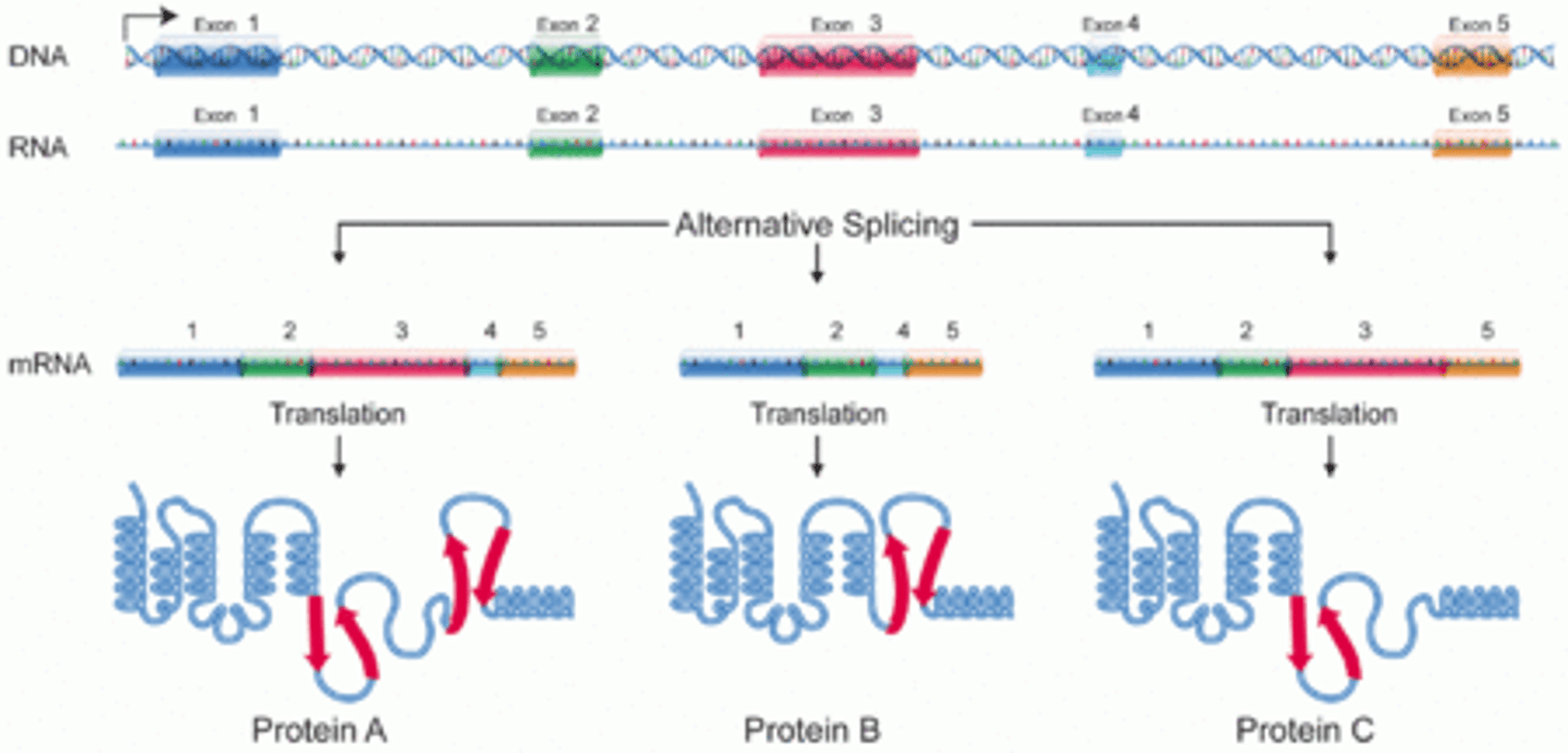 <p>Alternative Splicing occurs in Eukaryotes, and is when exons (as well as introns) could be removed from the RNA during processing to form mRNA. This allows multiple proteins to be formed from the same sequence of DNA.</p>