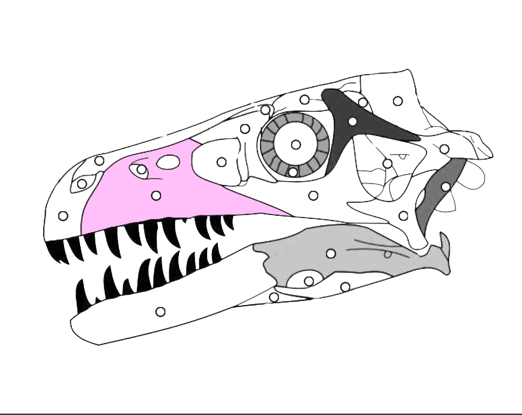 <p>What part of the dinosaur skull is this?</p>