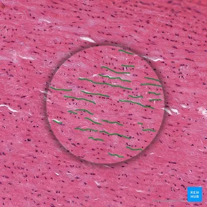 <p>les fibres élastique :</p><ul><li><p>contenues dans quelques cartilages</p></li><li><p>sous forme de <span style="color: rgb(230, 17, 17);">fibrilles</span>, de <span style="color: rgb(242, 15, 15);">fibres </span>et de <span style="color: rgb(232, 21, 21);">lame</span></p></li><li><p>peuvent être mise en évidence par l’orcéine en&nbsp;brun foncé à noir-brun&nbsp;</p></li><li><p>ils ont un indice de réfraction fort, ce qui les rend visibles au MO</p></li></ul><p></p>