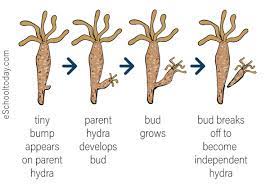 <p>What is budding, asexual reproduction?</p>