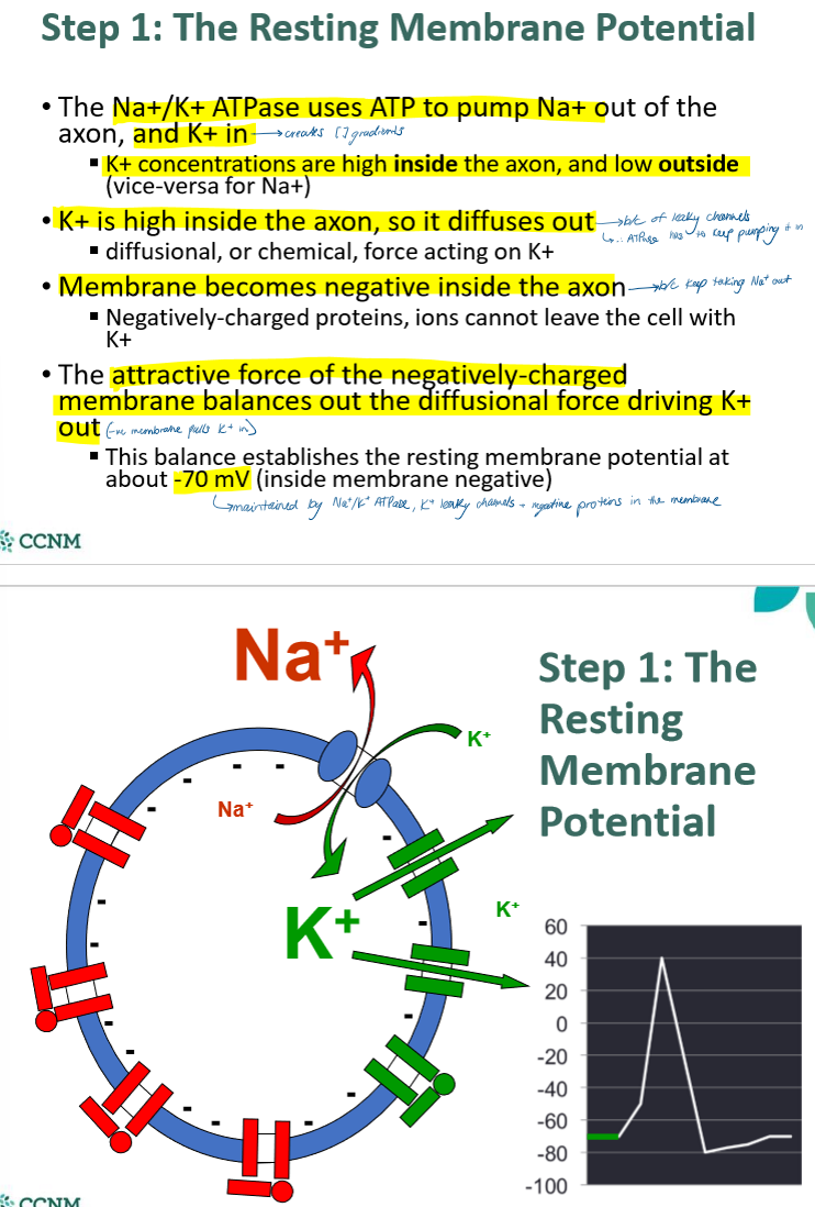 knowt flashcard image