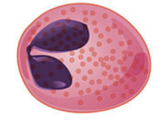 <p>type of cell</p>