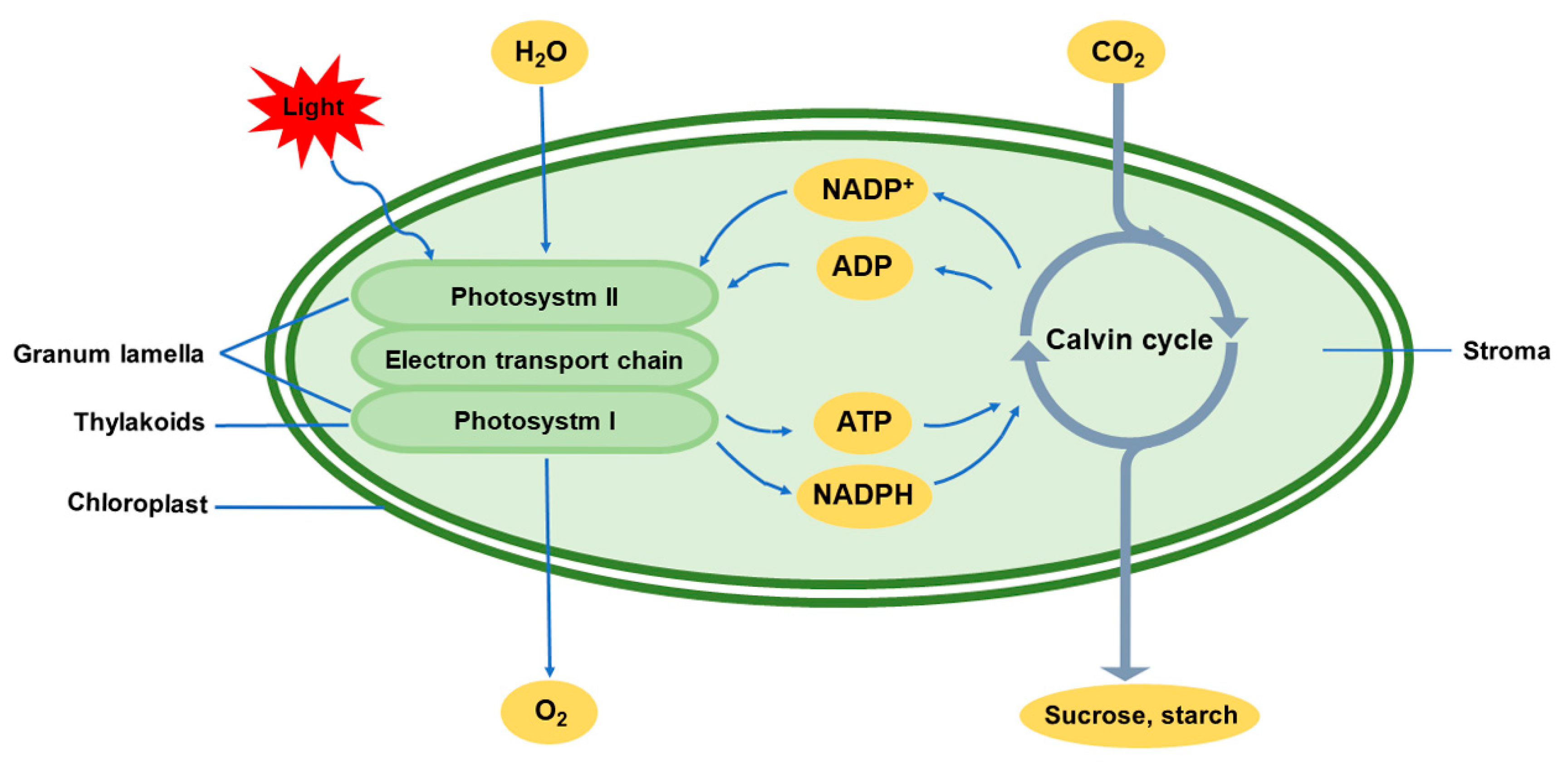 <p>They both use chlorophyll pigments</p><ul><li><p>These pigments contain electrons that can be energized when struck by photons of light</p></li></ul><p></p>