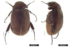 <p>Adult 8–10 mm; grub ~15–25 mm. Night feeder; grub root damage.</p>