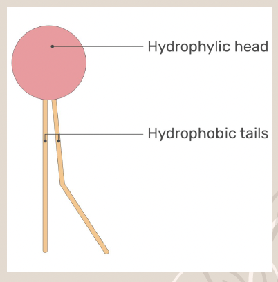 <p>A lipid that forms the cell membrane, consisting of a hydrophilic head and a hydrophobic tail.</p>