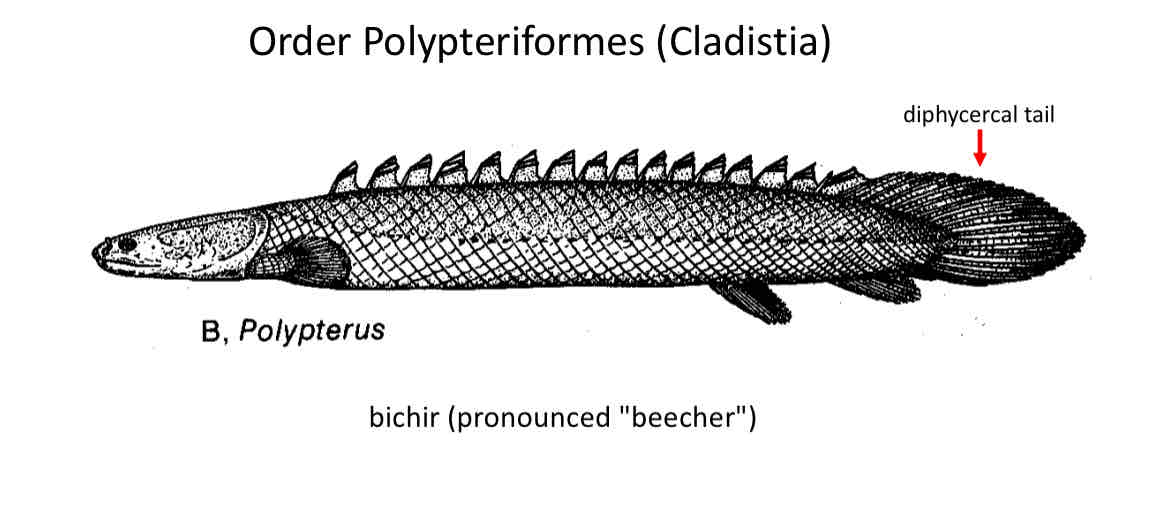 <p>bichirs</p>