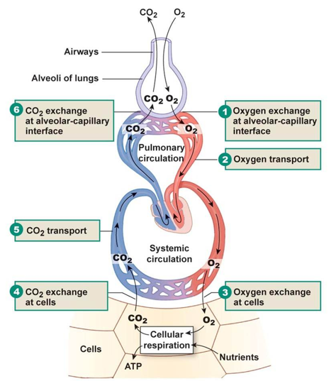 <ol><li><p>gas exchange through the respiratory surface (air or water)</p></li><li><p>transport of gas through the circulatory system</p></li><li><p>internal exchange of gas at the body cells</p></li><li><p>cellular respiration = production of ATP</p></li></ol><p></p>