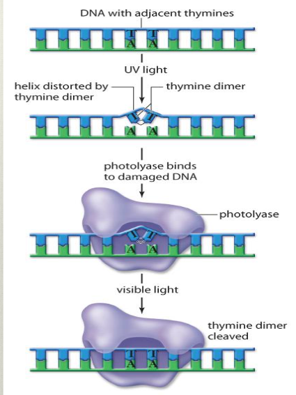 <ul><li><p>specific type of DNA repair specialized for fixing damage caused by UV radiation (binds thymines together covalently into a dimer, altering the shape of DNA)</p></li><li><p>photolyase enzyme recognizes the damage, binds to the dimer, and uses visible light to cleave the thymine dimer such that the covalent bond is broken </p></li></ul><p></p>