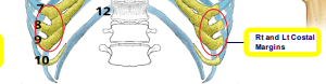 <p>ends of ribs</p>