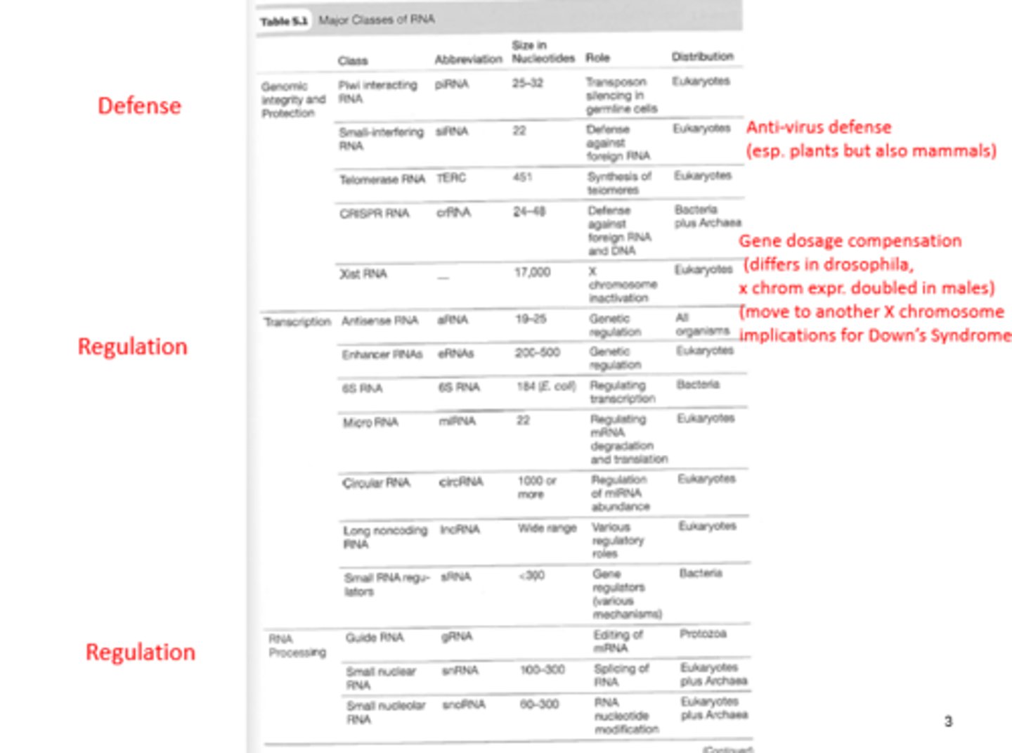 <p>X chromosome inactivation in eukaryotes</p>