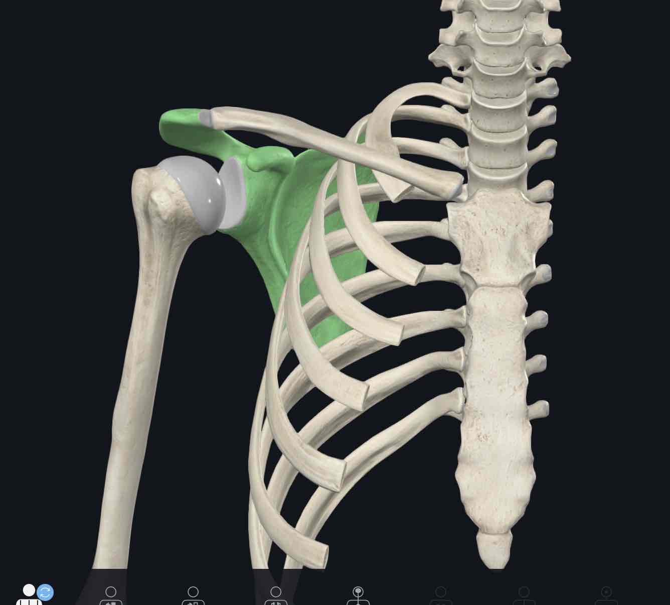 <p>A large, flat, triangular bone with three angles and three borders that forms part of the shoulder girdle.</p>