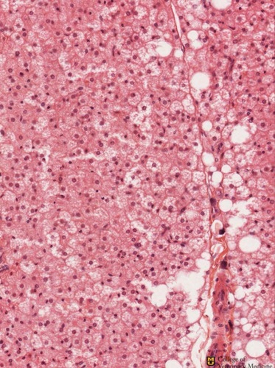 <p>What tissue type is depicted as a whole?</p>
