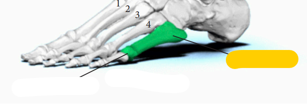 <p><span>quel est cette partie?</span>Métatarse</p>