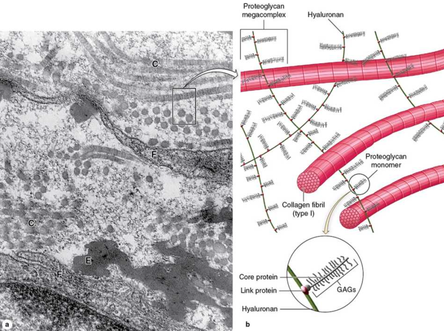 <p><span><strong><span>The _____ _______ </span></strong><span>of the ECM is a highly hydrated (with much bound water), transparent, complex mixture of three major kinds of macromolecules: </span><strong><span>glycosaminoglycans (GAGs)</span></strong><span>, </span><strong><span>proteoglycans</span></strong><span>, and </span><strong><span>multiadhesive glycoproteins</span></strong><span>. Filling the space between cells and fibers in connective tissue, ______ _________ allows diffusion of small molecules and, due to its viscosity, acts as both a lubricant and a barrier to the penetration of invaders.</span></span></p>