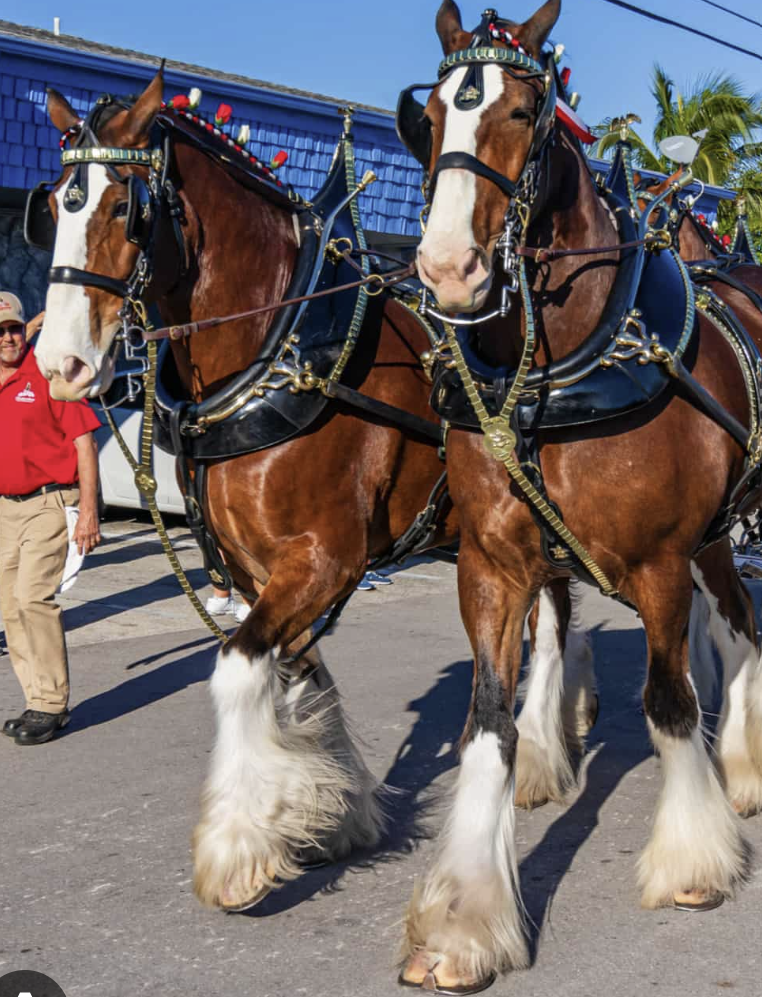 <ul><li><p>large and broad, bred to pull heavy loads </p></li><li><p>known for their strength, endurance, and calm temperament </p></li><li><p>Examples: Clydesdale, Percheron, Belgian Draught, Brabant horse</p></li></ul><p></p>