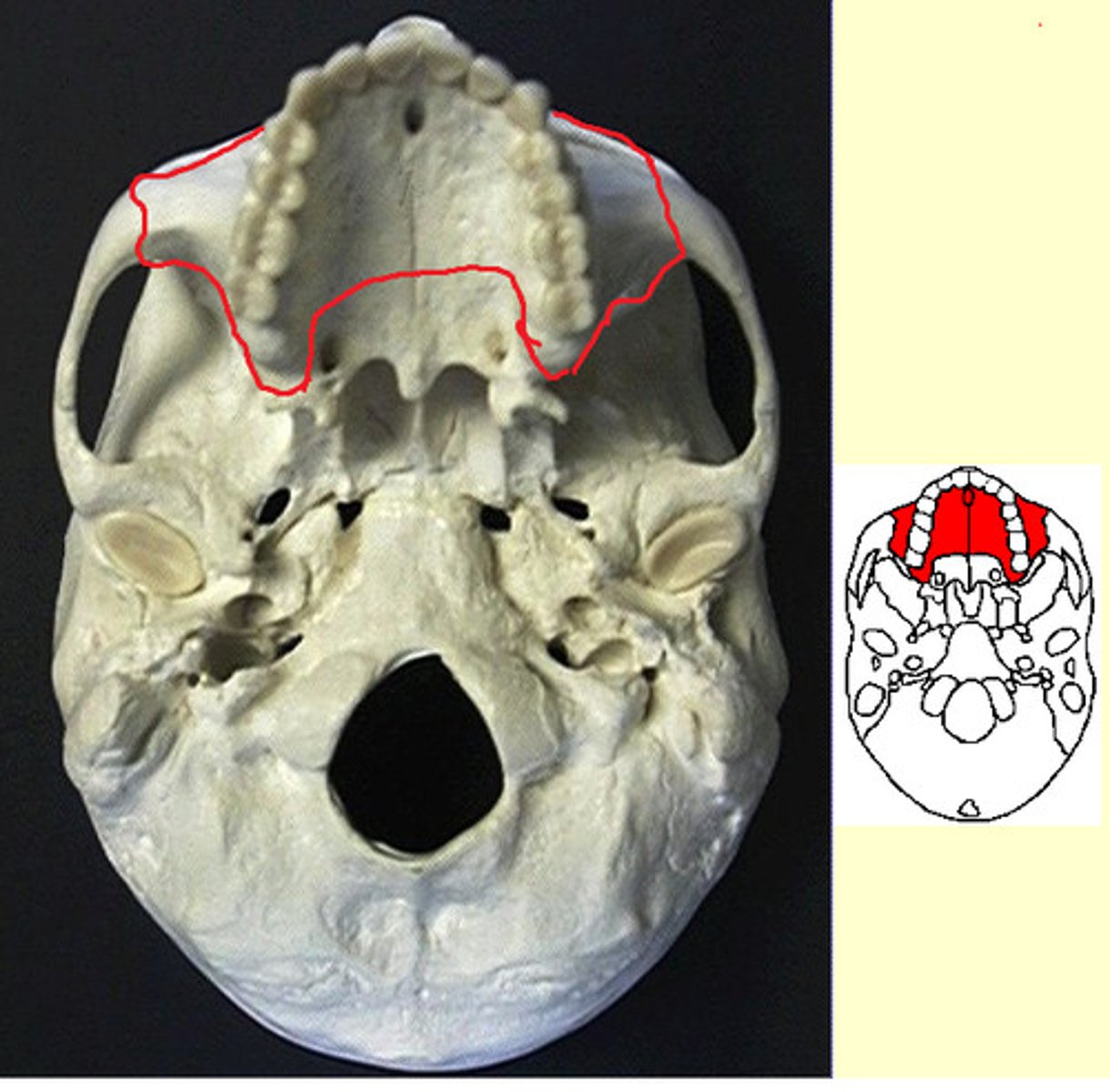 knowt flashcard image