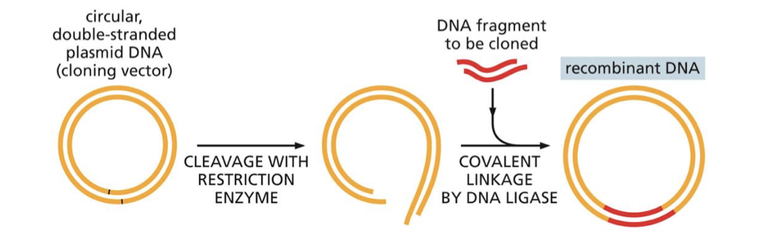 <p>that our gene is inserted into the plasmid through its sticky ends and they line up in the circle and are bonded by ligase. </p>