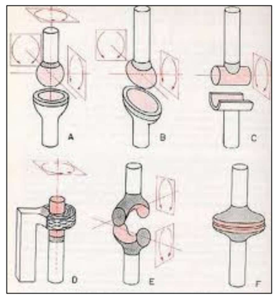 <p><strong>Ce sont la majorité des articulations du squelette</strong></p><ul><li><p>Permet des mouvements plus ou moins importants selon leur configuration</p></li><li><p>Exemples</p><ul><li><p>Énarthrose (ball and socket joint): A</p></li><li><p>Condylienne: B</p></li><li><p>Trochléenne: C</p></li><li><p>Trochoïdes (pivot joint): D</p></li><li><p>En selle: E</p></li><li><p>Arthrodie: F</p></li></ul></li></ul><p></p>