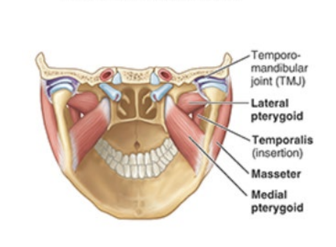 <p>Insertion: medial ramus of mandible</p><p>innervation: mandibular nerve (V3)</p><p>elevates mandible </p>