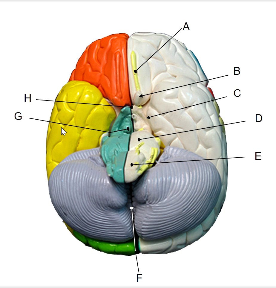 <p>E</p>