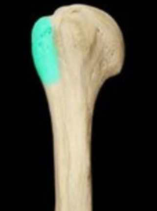 <p>Small, rounded projection</p><ul><li><p>Wannabe trochanter</p></li><li><p>For muscle attatchment</p></li></ul><p></p>