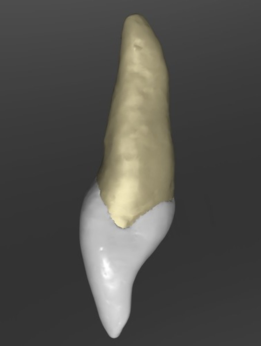 <p>- triangular in shape (thicker cervically)</p><p>- convex at cervical ridge, then straight, then curved convexity indicating incisal ridge</p>
