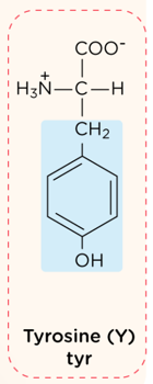 <p>nonpolar, aromatic R group</p>