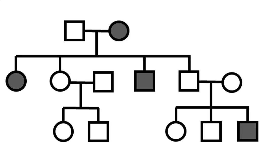 <p>pedigree shows … </p>