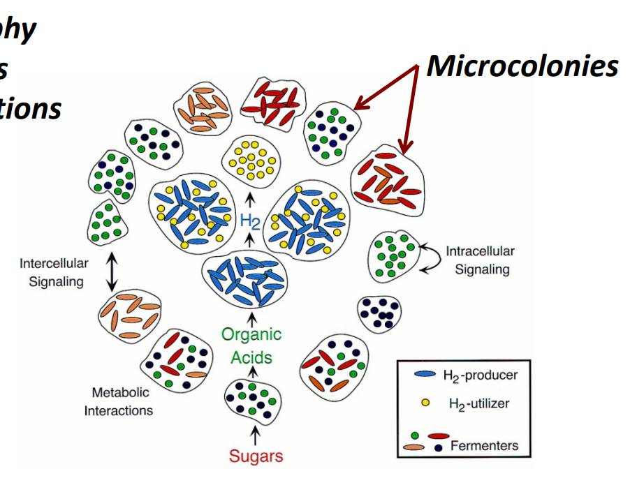 <p>Ecology of microbial communities</p>