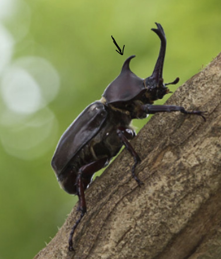 <p>What structure is this?</p>