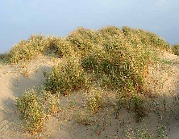 <p>Marram</p>