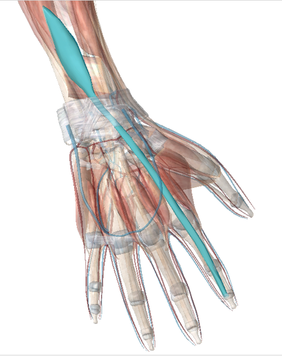 Into the extensor expansion of the index finger w/ the extensor digitorum tendon