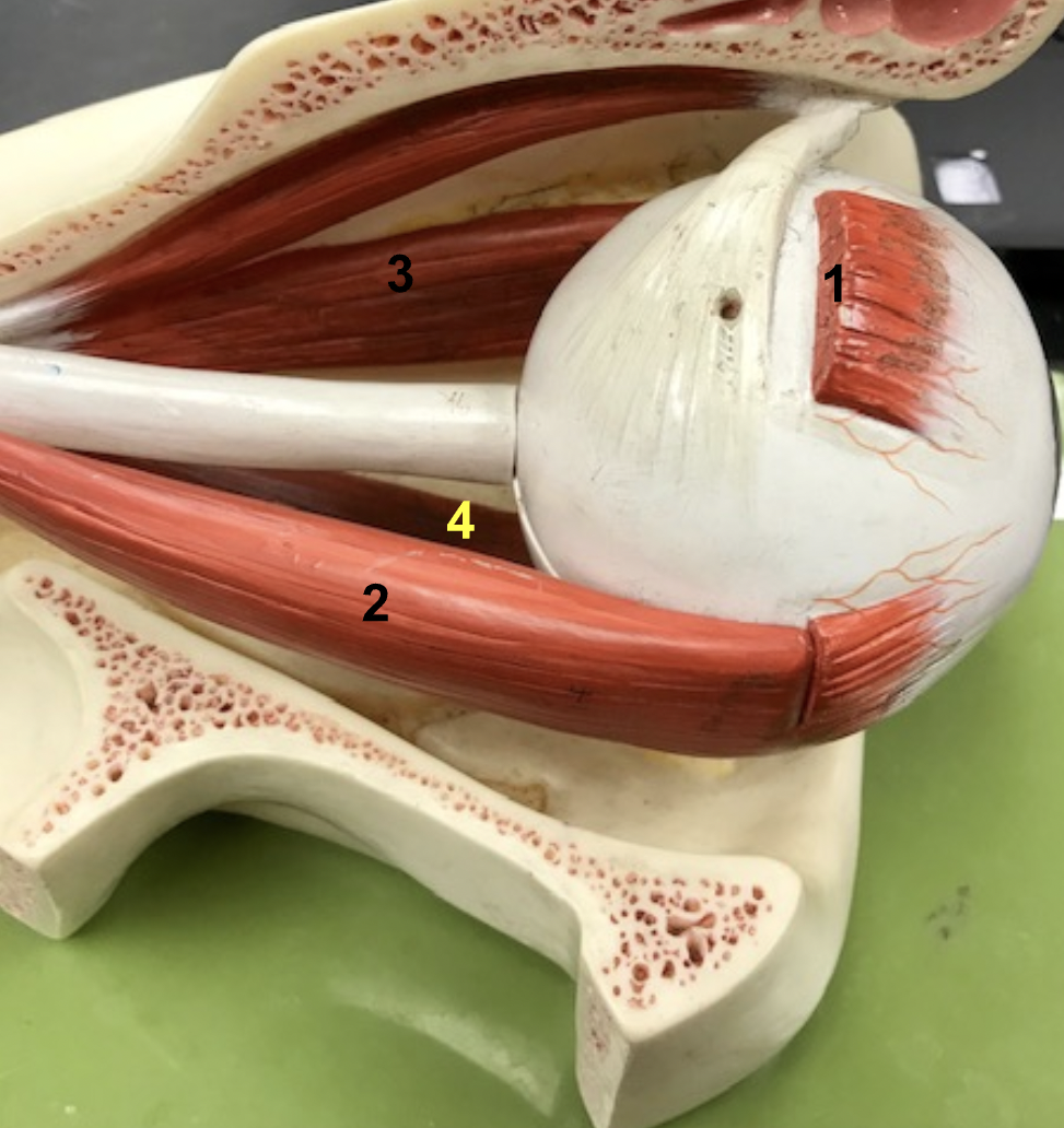 <p>What Is 3 Indicating</p>