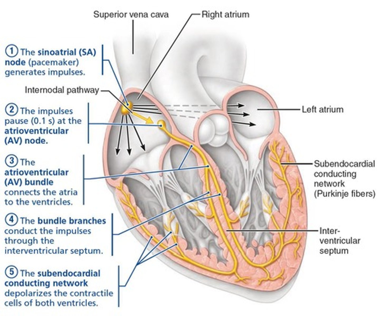 <p>It is a network of noncontractile (autorhythmic) cells that initiates and distributes impulses to coordinate depolarization and contraction of the heart.</p>
