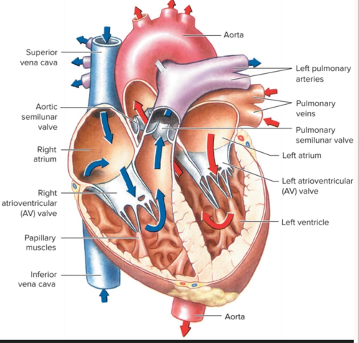 <p>systemic circuit and pulmonary circuit</p>