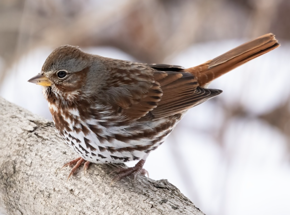 <p>What is this bird?</p>