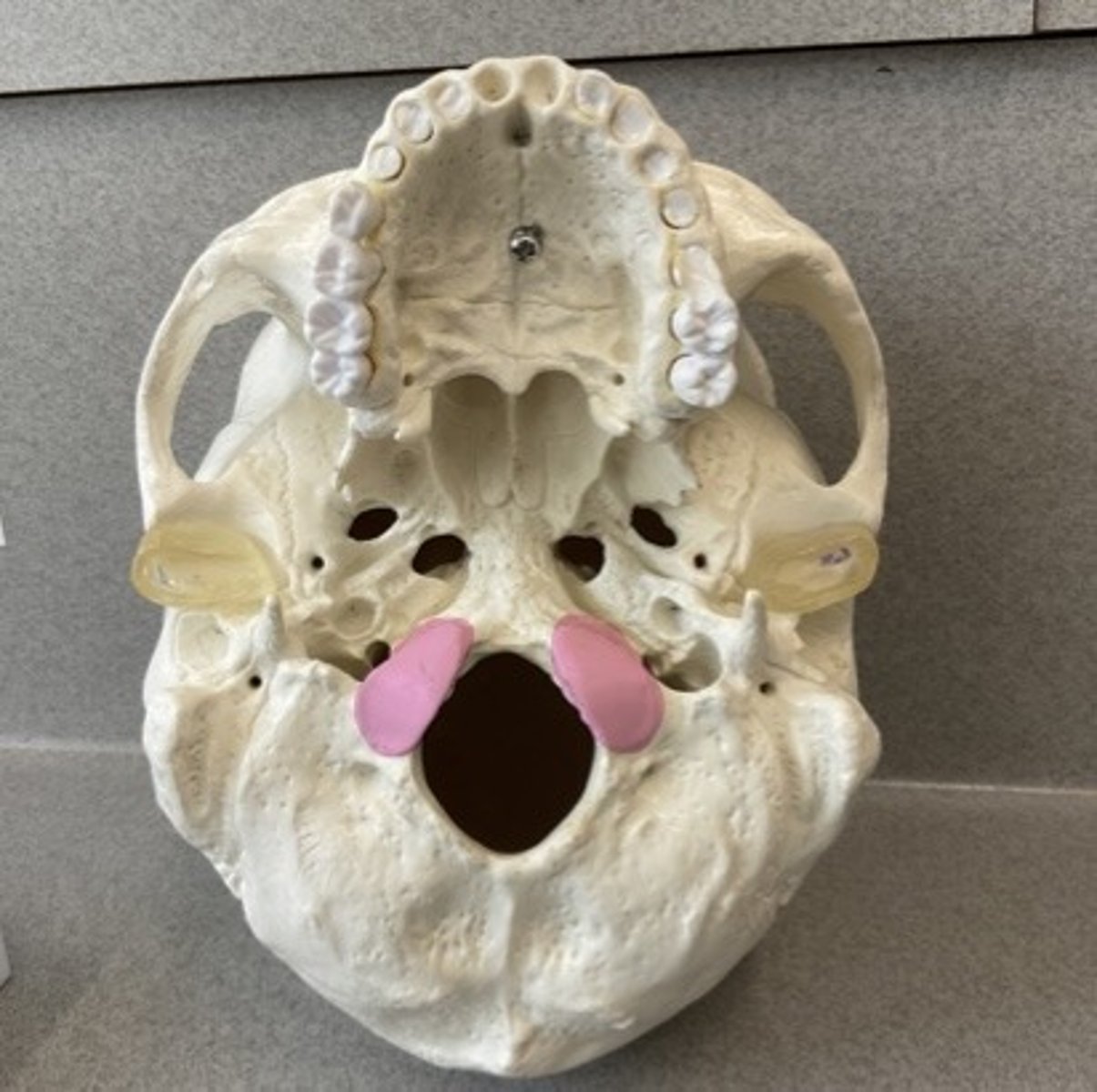 knowt flashcard image