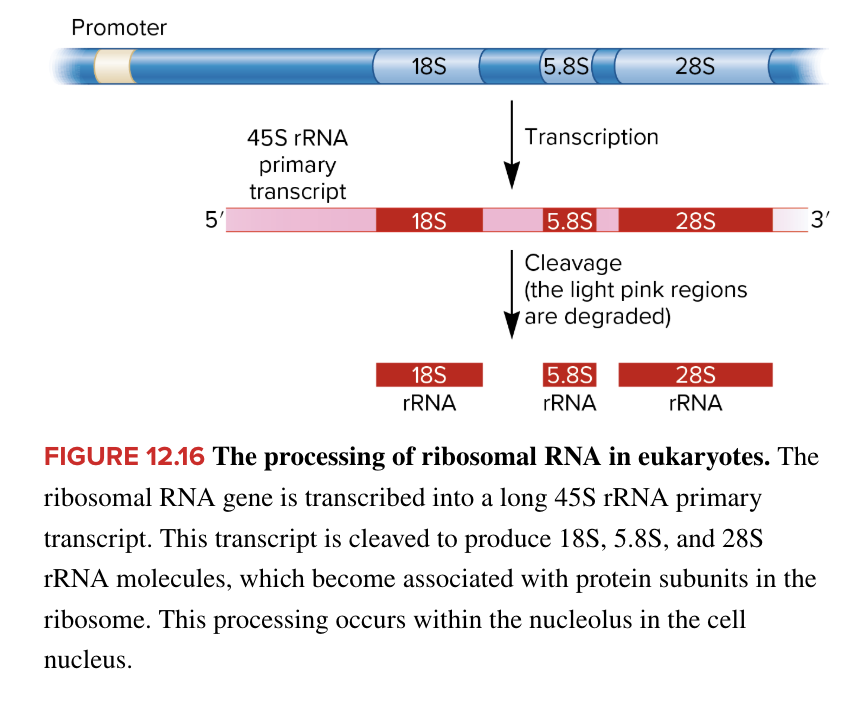 <ul><li><p>in eukaryotes, rRNA gene is transcribed into a long 45S rRNA primary transcript</p><ul><li><p>transcript is cleaved to produce 18S, 5.8S, and 28S rRNA molecules which become associated with protein subunits to form functional ribosomes</p></li></ul></li><li><p>occurs in nucleolus of cell nucleus</p></li><li><p>chopping (rRNA) RNA modification</p></li></ul><p></p>