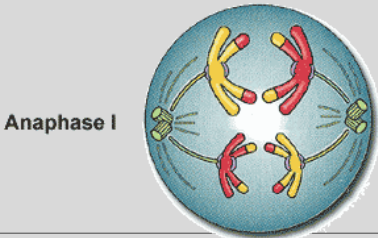 -Homologues separate, pulled to pole(sides) by spindle fibers.