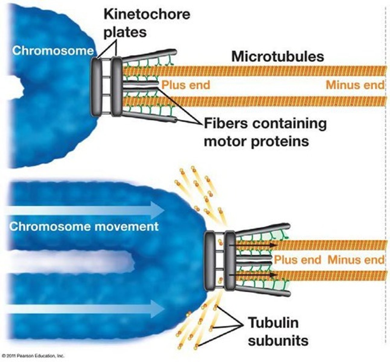 <p>Motor proteins move chromosomes along microtubules, kinetochore microtubules shorten, and centrosomes move apart.</p>