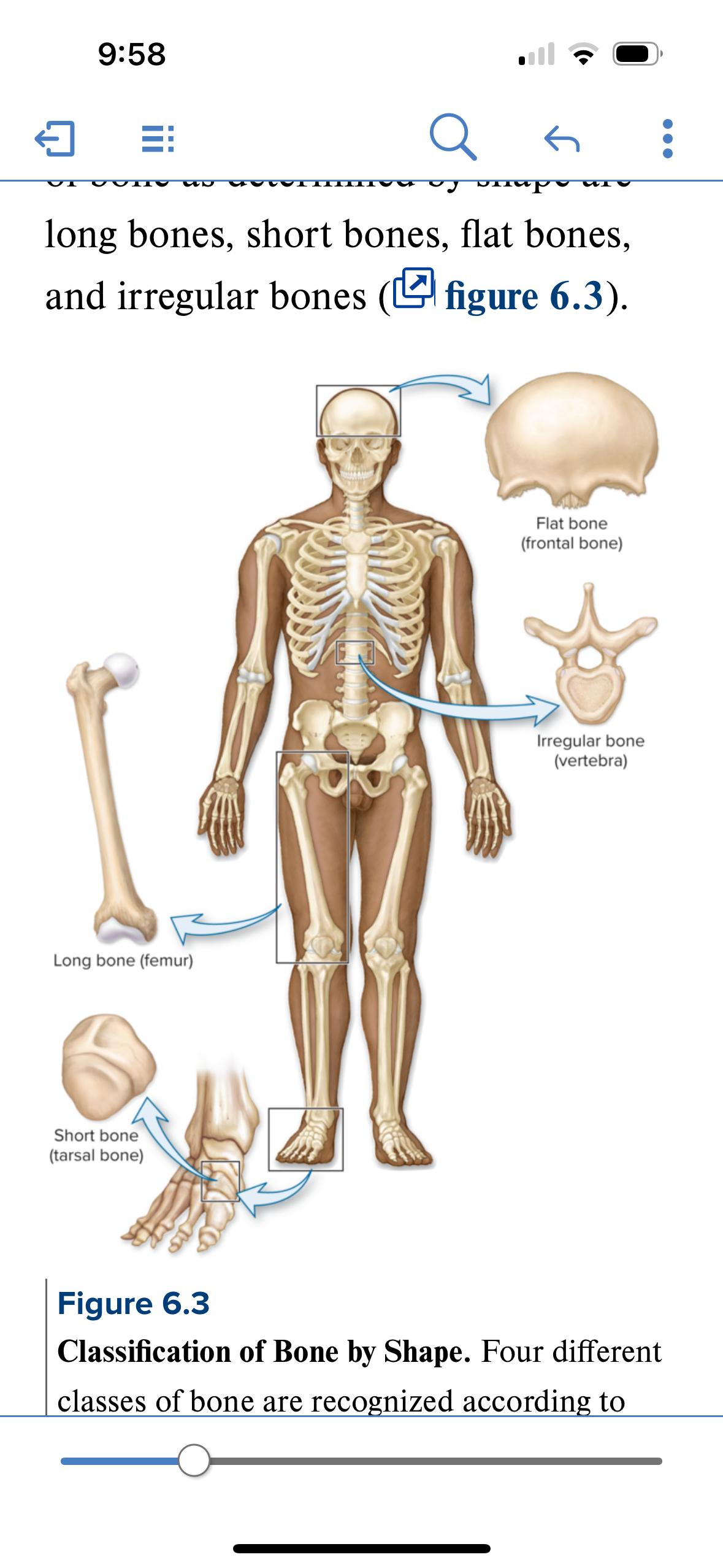 <p>Irregular bones</p>