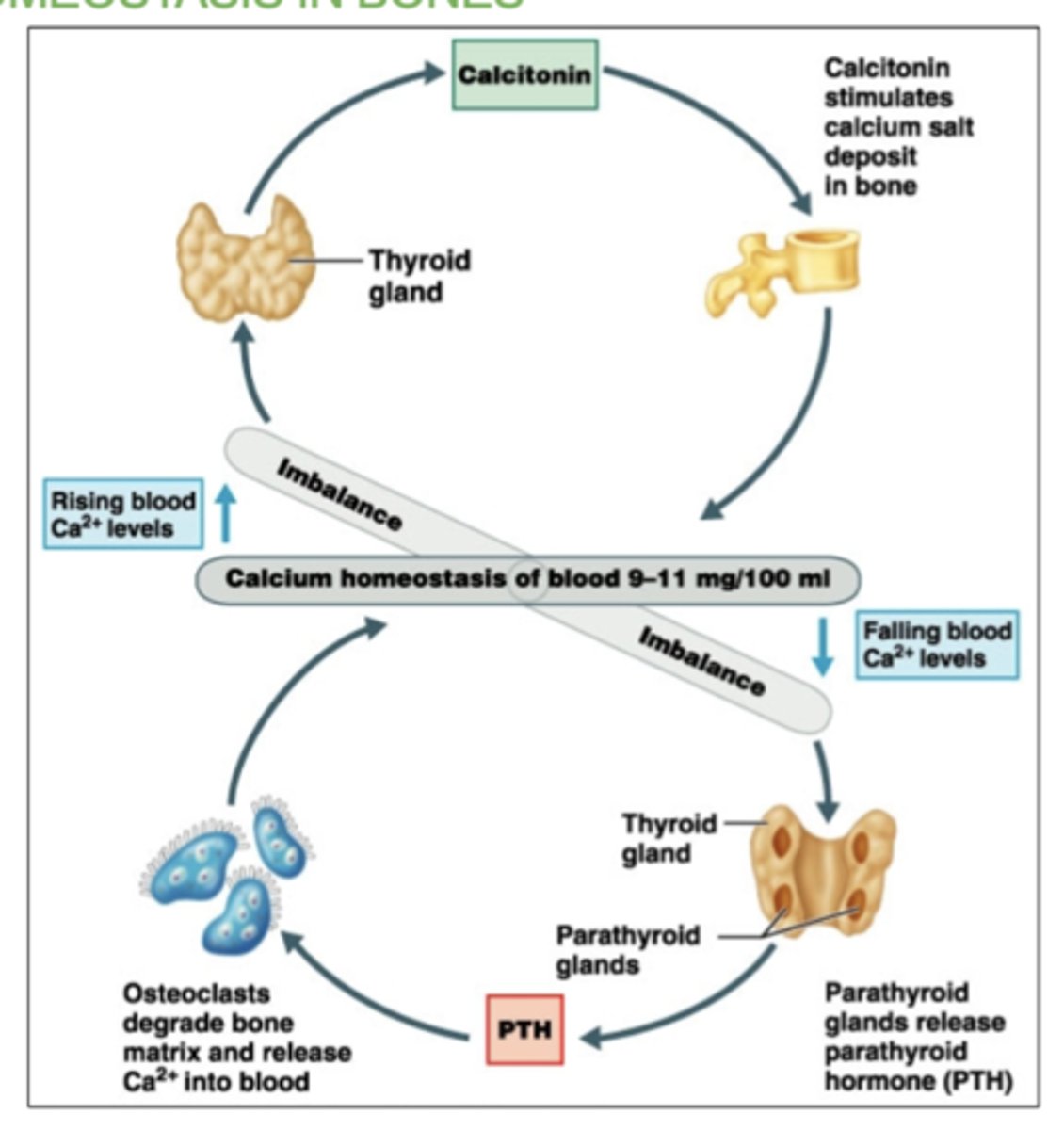 <p>When blood calcium is high, hormone calcitonin is released, activating osteoblasts and inhibiting (stopping) osteoclasts.</p>