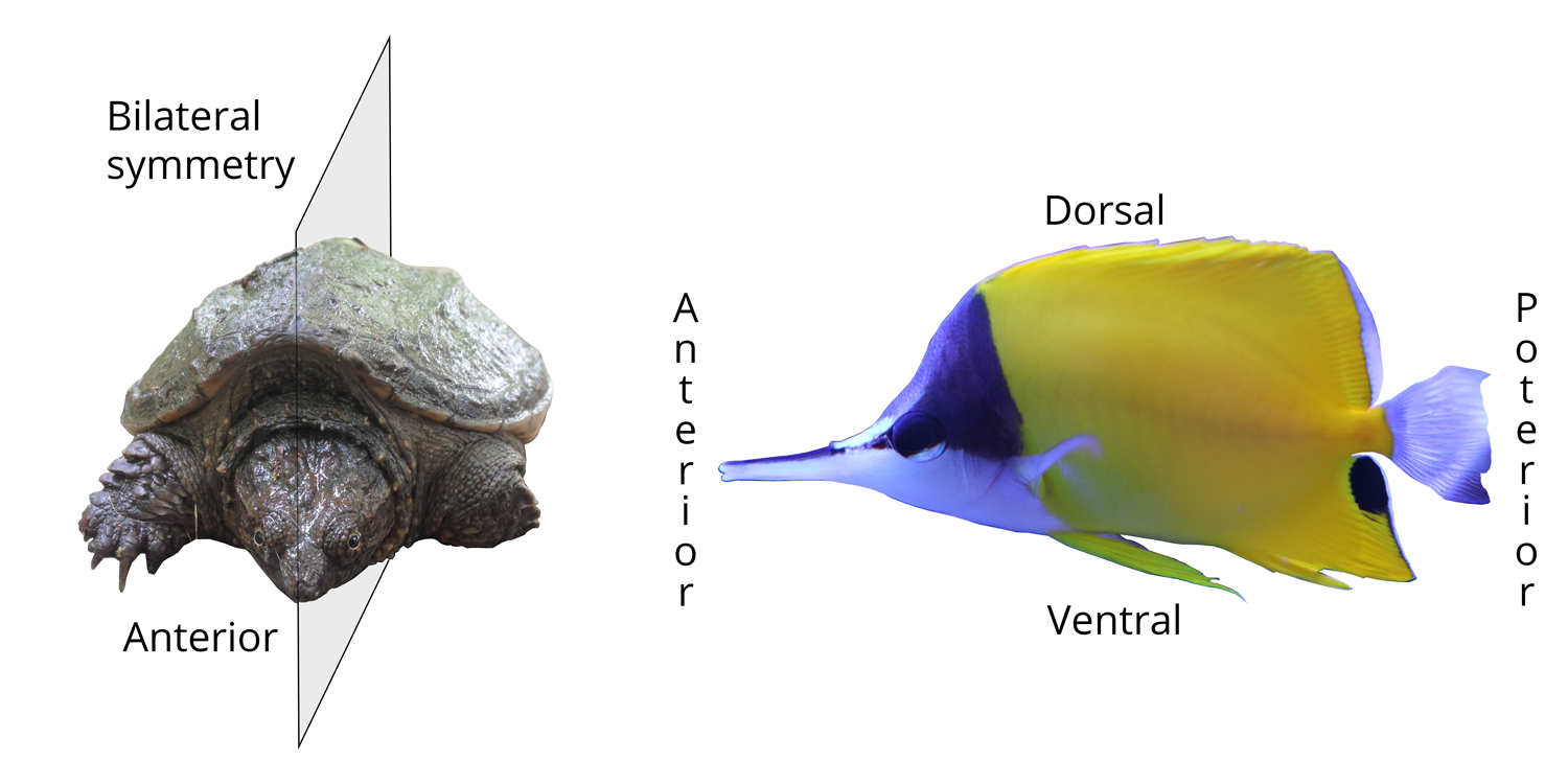 <ul><li><p>1 plane of symmetry</p></li><li><p>concentration of nerves &amp; sense organs at the anterior end</p></li><li><p>food capturing structures are usually close to the head</p></li><li><p>digestive, excretory, &amp; reproductive organs are found closer to the posterior end</p></li><li><p>a streamline body allows for faster movement</p></li></ul><p></p>