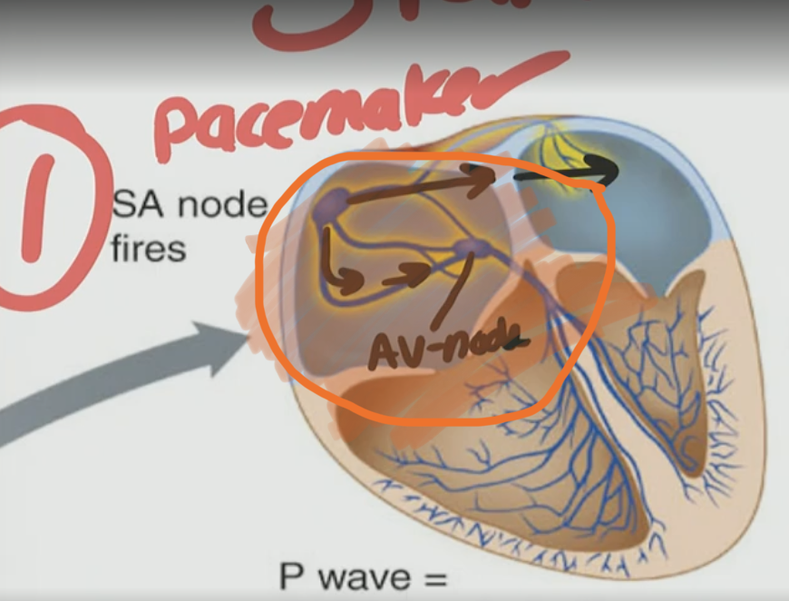 <p>B. Interatrial and internodal pathways; because it spreads it to the AV from the SA, so SA → Interatrial and internodal pathways → AV</p>