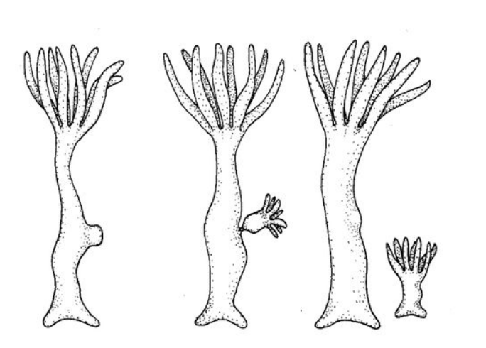 <p><strong>Asexual reproduction</strong> method in sponges, corals, and hydra.</p><ul><li><p>through mitosis</p></li></ul><p></p>