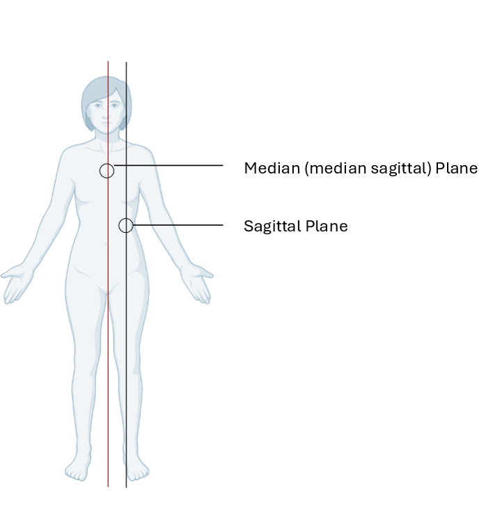 <ul><li><p>Vertical plane passing longitudinally through centre of body</p><ul><li><p>Divides body into left and right halves</p></li></ul></li></ul><p></p>