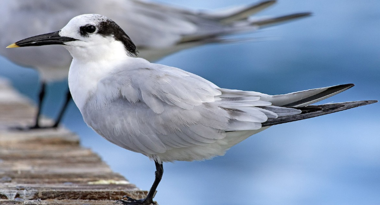 <p>What bird is this? </p>