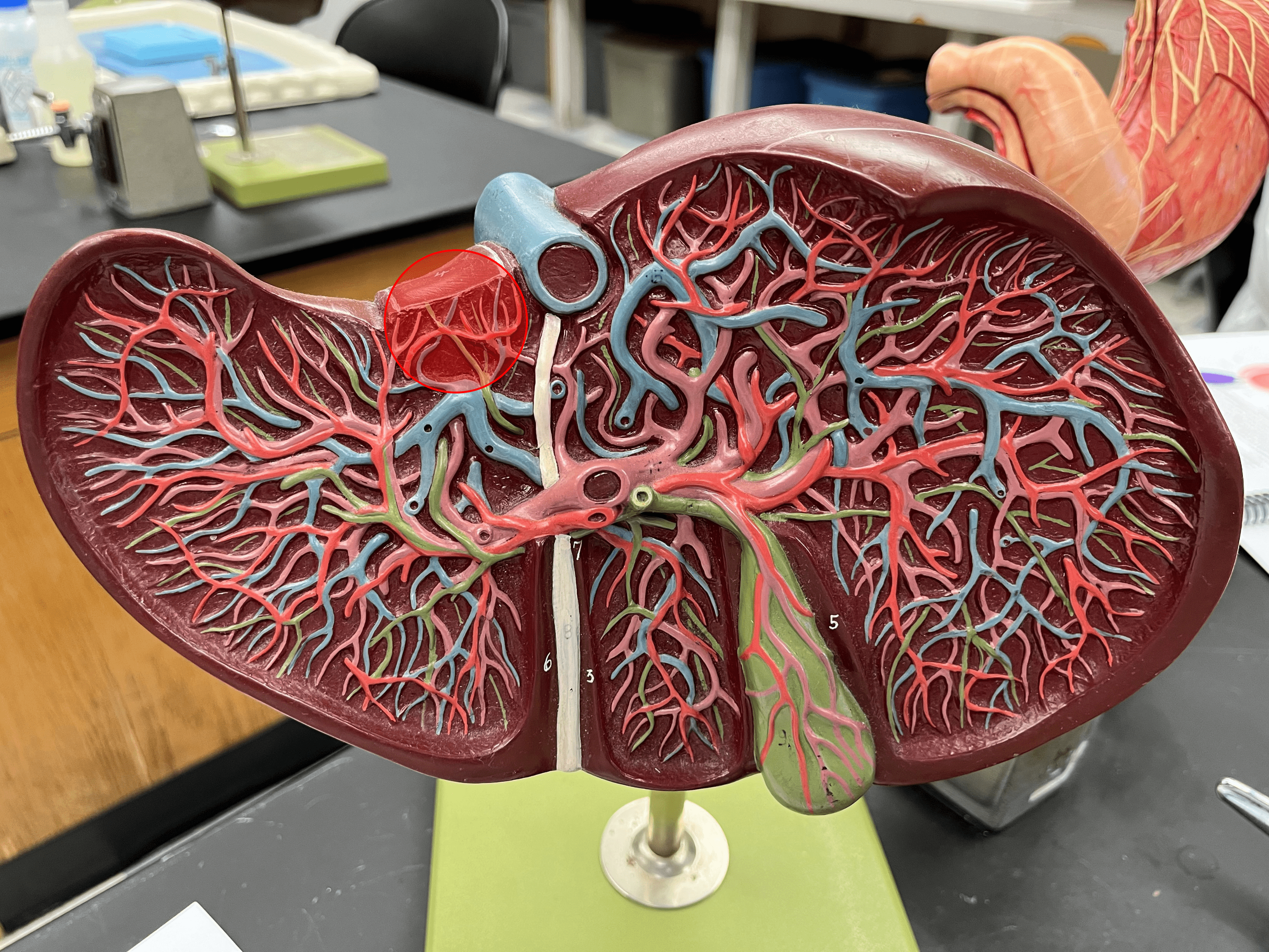 • A lobe of the liver.

• The superior lobe on the posterior of the liver, next to the inferior vena cava.