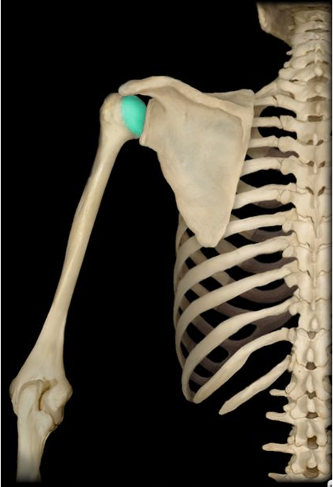 <p>the proximal rounded end of the humerus; the ball of the shoulder joint</p>
